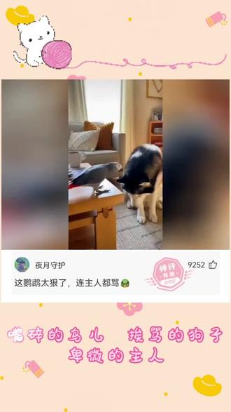 嘴碎的鸟儿,挨骂的狗#搞笑 #搞笑视频 #搞笑日常