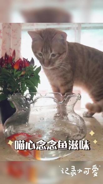 元宝去猫星啦。蒙佛接引,往生善处,来生平安,再遇善缘。#晒出你的猫