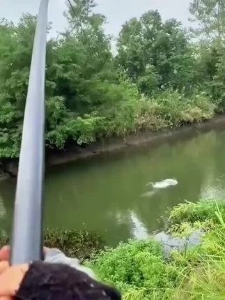 就是这个小虫子,一年四季都能用,入水来回扭动动态诱鱼#红蛆虫钓鱼 #红蛆虫活饵 #红蛆虫 #钓鱼 #野钓