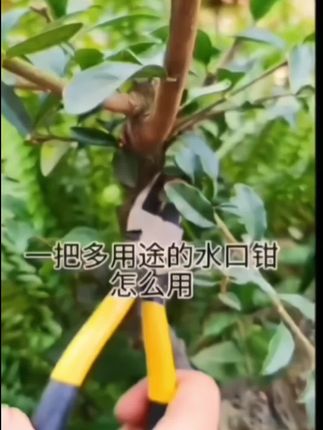 #实用工具#绿化水口钳#果树嫁接 #锋利快捷省时省力#生活好帮手