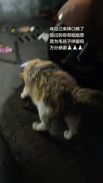 它什么都有!连一个遮风挡雨的地方都没有!只愿多一份关注,多一份温柔,让每个流浪的小生命都能被世界温柔以上待……🙏#流浪猫救助 #关爱流浪动物善待生命 #爱请别伤害