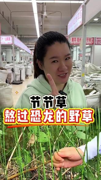 节节草,太多人不知道它的价值了!