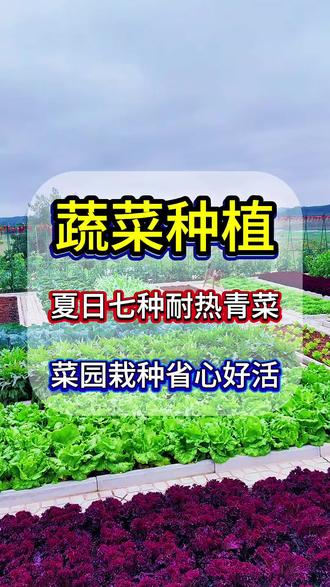 适合夏季种植的七款蔬菜,你们种了几款? #蔬菜增产小妙招 #创作者中心 #创作灵感 #三农 #种菜