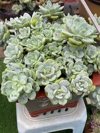 这款喷药神器省时省力省力省药水! #喷药神器