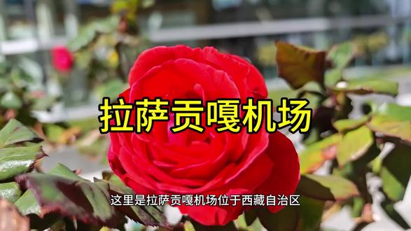 #西藏旅游#拉萨贡嘎国际机场 #高原风光#退休生活
今天乘坐飞机抵达拉萨贡嘎机场