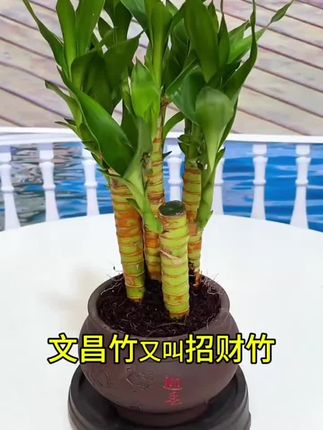 节节高荷花竹富贵竹土养客厅盆栽绿植物花卉室内桌面防辐射观音竹#绿植盆栽 #净化空气 #绿植 #植物生长 #防辐射观音竹