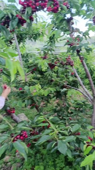 杨梅树上结苹果,你心想别人嘴爱我,你真心实意对别人,虚情假意来对我.