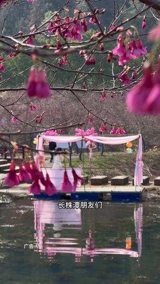长株潭朋友们,春节就来这里赏花#早樱之约七彩樱花园 #湘潭七彩樱花园#湘潭周边游 #株洲周边游 #湖南景区
