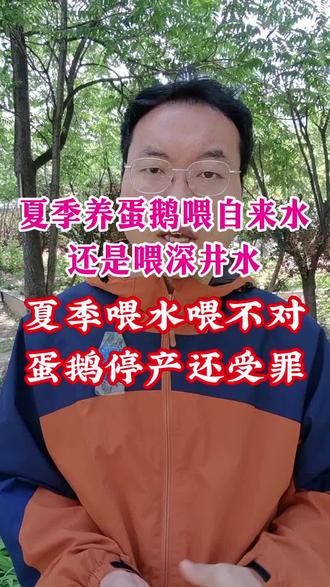 夏季蛋鹅是喂自来水,还是喂深井水!#养鹅人#蛋鹅养殖#热门