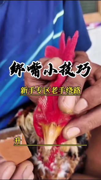 升级版排鸡绑嘴小技巧,简单实用#新农人计划 #银泰斗鸡 #斗鸡训练 #斗鸡养殖 #三农养殖