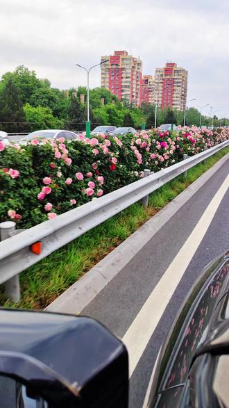 北京四环路月季花#高架月季花 #沿路花开 #北京