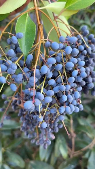 农村的女贞子常在绿化带中看到,你了解它的价值吗#女贞子#植物科普#涨知识#内容启发搜索 #植物分享