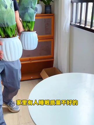 #金钻 #绿植 #绿化