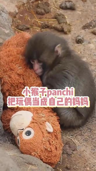panchi真的交到朋友了!看的我heart软软的#猴子 #动物 #人与动物和谐共处