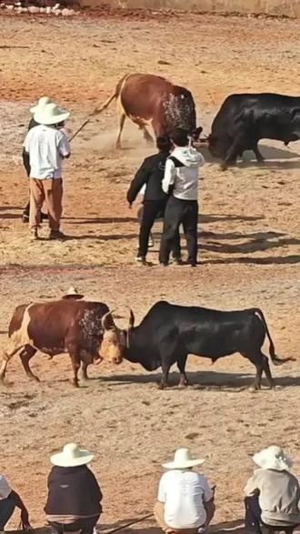 黑武器VS小曼巴#斗牛 #斗牛爱好者 #斗牛视频 #斗牛爱好者一路长虹