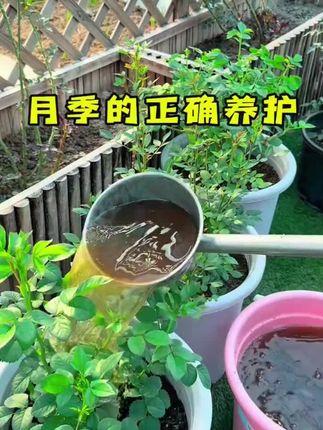 #磷酸二氢钾 也叫万能肥,能催花促果,家里的瓜果蔬菜都可以使用#磷酸二氢钾使用小妙招 #养花小知识 #爱生活爱养花 #家庭养花