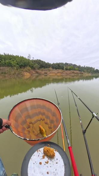 这是黄辣丁还是牛尾巴#黄辣丁钓法 #冬钓鲫鱼