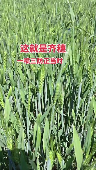 这就是齐穗,一喷三防正当时#服务三农#涞水 #涞水农资沈姐