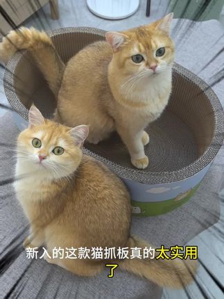 猫抓板猫窝 既是猫窝,又是猫抓板,高性价比的猫抓板猫窝,给足猫咪安全感 #猫窝 #猫抓板 #猫抓板猫窝 #养猫好物 #养猫好物推荐