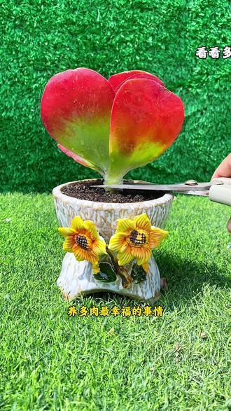 养多肉最幸福的事情就是多肉生长旺季,多肉多爆侧芽,跟着视频一起操作多头单头变群生#一花一草一世界 #养护小知识 #种植小技巧 #爱生活爱养花