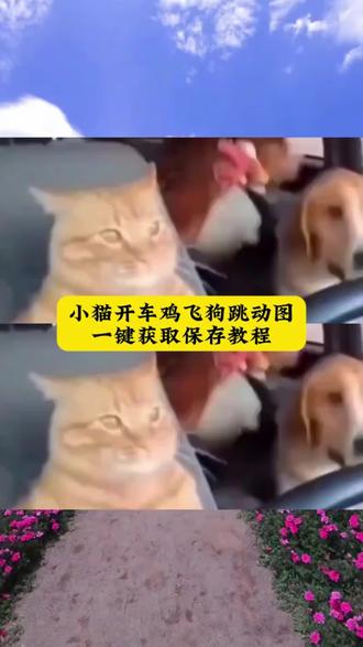 猫咪开车动态图获取教程 你的消息太难等了小猫开车素材 你的消息太难等了小猫表情包 猫咪开车鸡飞狗跳 猫咪开车原视频#猫咪开车 猫咪开车动态图#剪映 猫咪开车视频素材#剪映 猫咪开车动态图素材 猫咪开车动态图制作 猫咪开车动态图朋友圈#猫咪开车鸡飞狗跳 猫咪开车动态图文案 猫咪开车动态图生成指令 小猫开车视频原视频 猫猫开车视频#猫咪开车动态图 动物开车视频 动物开车趣事 小猫开车表情包 猫咪开车鸡飞狗跳动态图 猫咪开车鸡飞狗跳素材