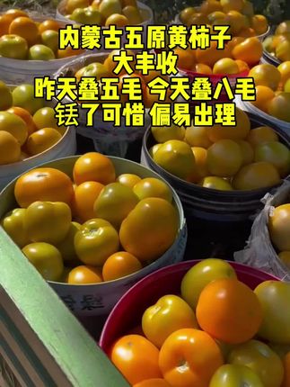 #五原黄柿子 #西红柿 #老品种西红柿 #口感特别好 #快来一起尝个鲜