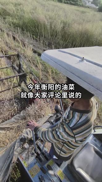 收割油菜籽,选人工还是机器?种地的都懂这个无奈。老乡们你们怎么选?#农民种地不容易 #油菜 #我的农村生活#油菜籽收割的季节 #创作者中心 #创作灵感