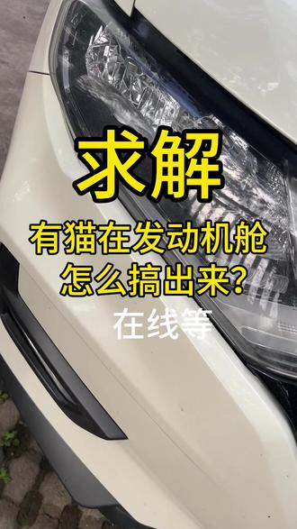 #求解 #急等
有猫在发动机舱不肯出来