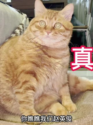 爸爸看家也不知道给肥猫喂化毛膏又有点堵了! #毛孩子也是孩子 #胖橘猫 #家有爱宠