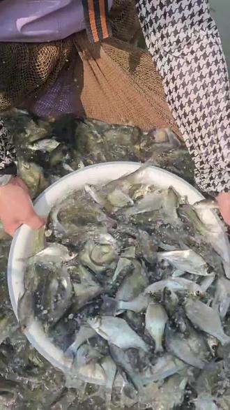 鳊鱼 武昌鱼 三角鲂鱼 边鱼 团头鲂鱼 生长速度快 抗病能力强 肉质细嫩鲜美 好养易捕捞#三农