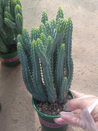 太龙木