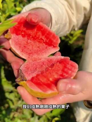 超低的热量,超高的VC,冰淇淋般绵糯细滑,红心芭乐,是否已让你怦然心动?#红心芭乐 #芭乐 #优质农产品 #新鲜应季水果