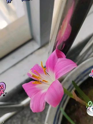 二十多年的兄妹没见了,现在都变成了什么样了……#情感#剧情#离婚#海鸭蛋