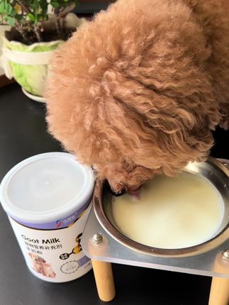 当初亲手接生的宝贝一转眼都8岁了,8年来就是再忙也要给宝贝,冲一碗它爱喝的羊奶粉#宠物羊奶粉 #宠物吃货 #家有馋狗