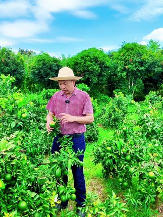 柑橘防日灼,还是用晒安心防晒剂,成本低,效果好,还不用洗果。#柑橘#日灼#晒安心#防晒剂 #抖音助农@邓教授谈农业