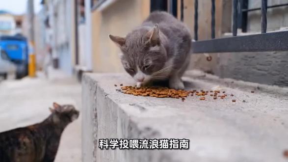 科学投喂流浪猫