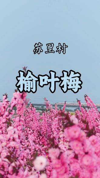 抽一下午的时间和春天约个会吧!榆叶梅,二月兰,油菜花,麦田一个都不能少,关键还免费!#赏花出游指南 #创作者中心 #创作灵感 #满屏春天愿你一路繁花 #用镜头定格春日的美景