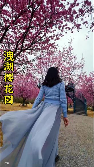 周末时光,就来这里踏青赏樱花 #樱花与梅 #樱花梅花 #周末时光 #春已至花已开 #樱花诗语