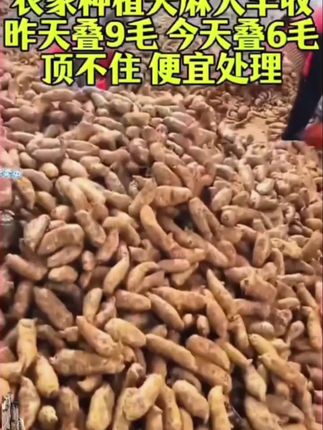 云南小草坝新鲜天麻#云南新鲜天麻#天麻炖鸡#营养又美味 #滋补养生汤 #抖音推荐官