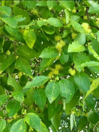一种长满刺的树,在夏季流蜜很猛,取的蜂蜜特香,吃一口回味无穷#大自然的馈赠