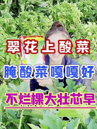 年年腌酸菜的,想种点好大白菜的,就种翠花酸菜王大白菜种子,棵大芯满壮芯早,一棵白菜20斤左右,三系杂交品种#翠花酸菜王大白菜 #大白菜种子 #白菜种植 #三农 #抖音助农