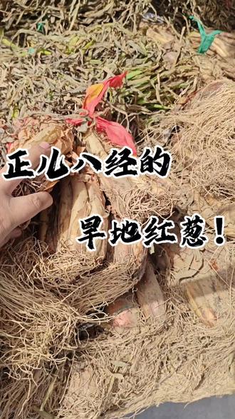 这车红葱真的栓正!#旱地红葱 #陕北红葱