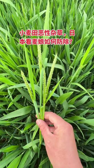 小麦田恶性杂草“日本看麦娘”如何防除?#小麦种植 #小麦管理技术 #小麦高产技术 #分享农业知识帮农民增产增收 #传播农业小知识
