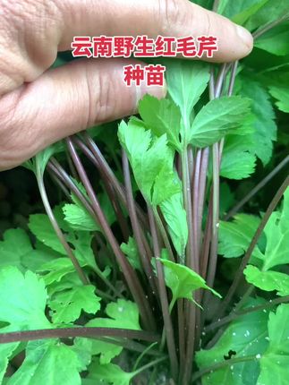 #草本植物 #红毛芹 #红香芹 #健康蔬菜 #野菜云南野生红毛芹 云南野生红毛芹种苗