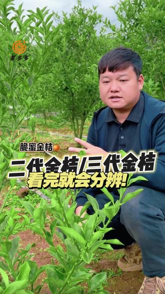 怎么分辨滑皮金桔和脆蜜金桔?#果多多农业 #脆蜜金桔种植#滑皮金桔种植