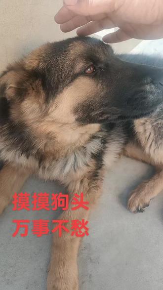 摸摸狗头……万事不愁#黑背