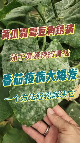 黄瓜霜霉,豆角锈病,茄子黄萎,辣椒青枯,番茄疫病大爆发。一个办法轻松解决它。#病害防治 #瓜果蔬菜 #种菜 #三农种植知识分享