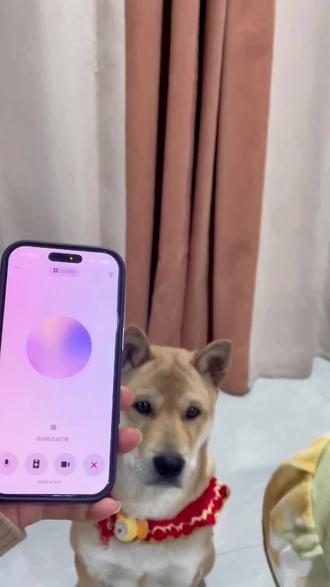 让豆包夸夸招财#养狗经验 #新手养狗 #养狗指南 #狗狗视频 #小狗