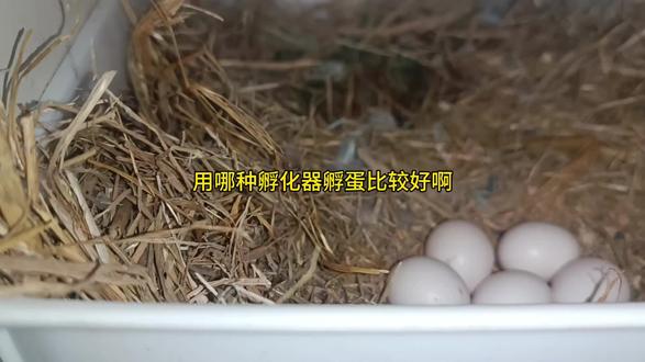 用哪种孵化器孵蛋比较好?#孵蛋器 #家有萌宠