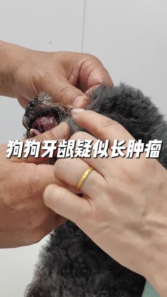 狗狗口腔反复流血,检查牙龈疑似长了肿瘤,手术难度高,建议中药保守治疗#狗狗牙龈瘤 #狗狗牙龈出血 #狗狗牙龈发炎 #狗狗牙龈炎 #狗狗恶性肿瘤